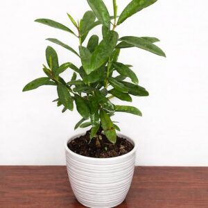 Medicinal Live Plant [Sarvasiddhi Plant]