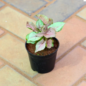 Syngonium Pink Plant