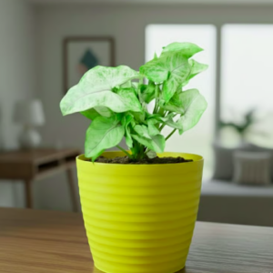 Syngonium Green Plant