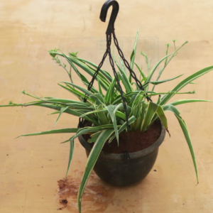 Chlorophytum (Spider Plant)