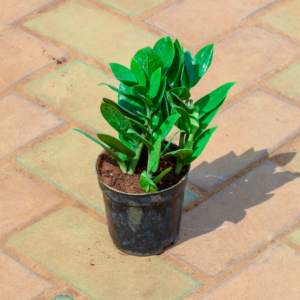 ZZ Green Plant (Zamia Plant)