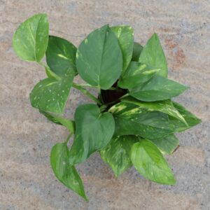Money plant green with yellow (small size)