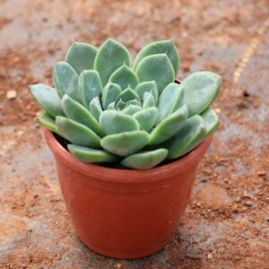 Succulent C-29