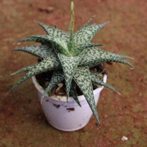 Succulent C-31