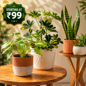 SEMI SHADE PLANTS