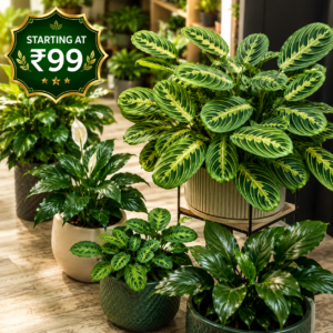 OUTDOOR PLANTS