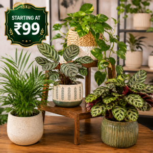 COMBO OFFER PLANTS