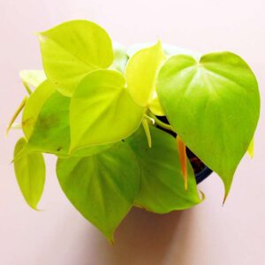 OXICARDIUM GOLD (SMALL)