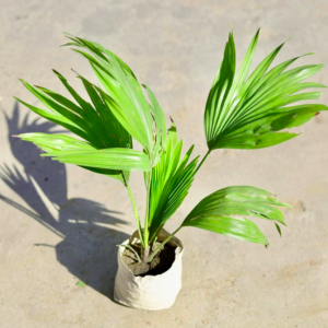 China Palm / Fan Palm Plant