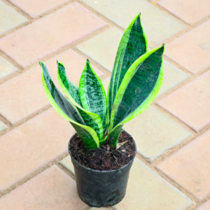 Snake Dwarf Green Plant