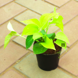 Money Plant Green