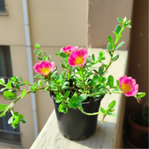Portulaca Moss Rose Pink