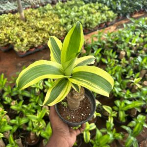 Brazilian wood varigated plant