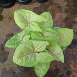 SYNGONIUM PALE GREEN