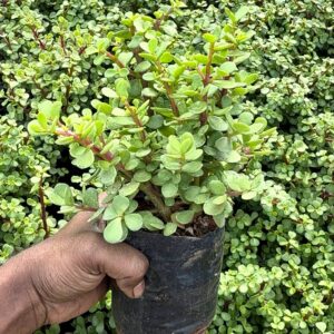 Jade plant