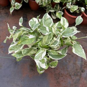 Enjoy pothos (small size )