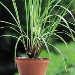 Medicinal Live Plant [Sarvasiddhi Plant]