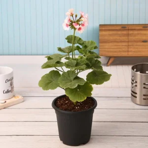 Geranium
