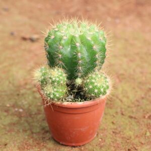 Succulent C-30