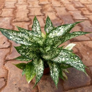 Aglaonema Snow White