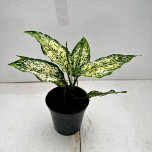 AGLAONEMA SNOWWHITE