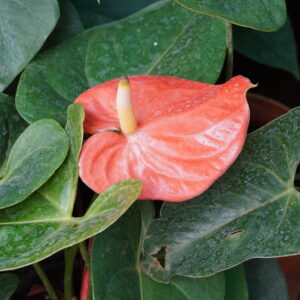 Orange Anthurium ಆಂಥೂರಿಯಂ