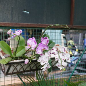 Phalaenopsis Orchid, ಆರ್ಕಿಡ್ (ಫಾಲೆನೋಪ್ಸಿಸ್)