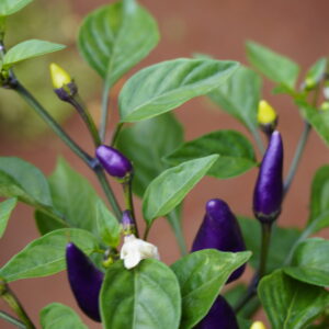 Ornamental Purple Pepper, botanically Capsicum annuum (Purple Chilli Plant).