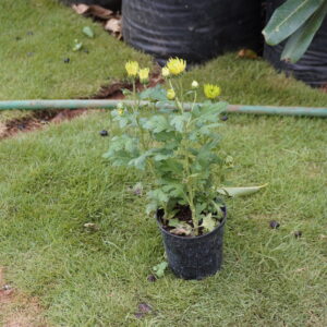 Chrysanthemum (Chrysanthemum morifolium) – Purple & White Sevantige