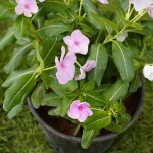 Madagascar Periwinkle (Catharanthus roseus), commonly known as Vinca or Nithya Kalyani.