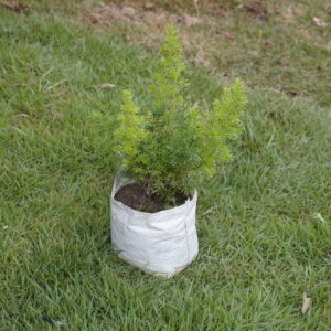 Asparagus densiflorus 'Myersii' ( Nari Baalada Fern )