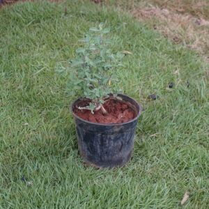 Sweet Marjoram (Origanum majorana)