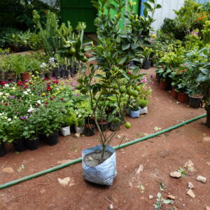 Lemon Plant (Citrus limon) – Nimbe Gida