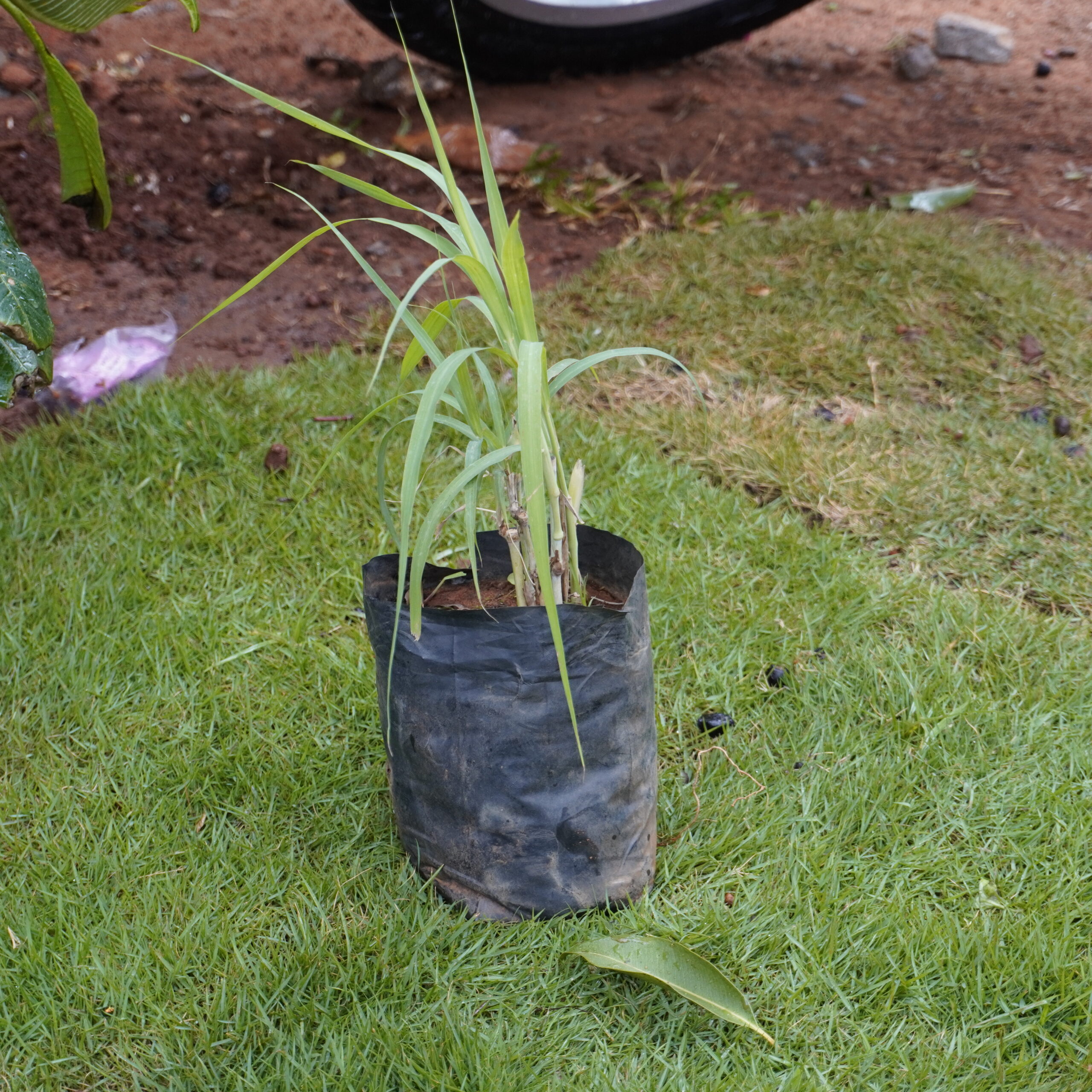 Lemongrass ನಿಂಬೆ ಹುಲ್ಲು - Image 2