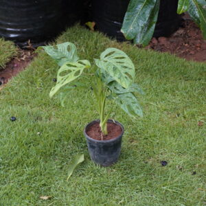 Monstera Adansonii ಮೊನ್‌ಸ್ಟೆರಾ ಅಡಾನ್ಸೋನಿ