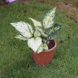 Aglaonema Snow White  ಅಗ್ಲೋನೇಮಾ ಸ್ನೋ ವೈಟ್