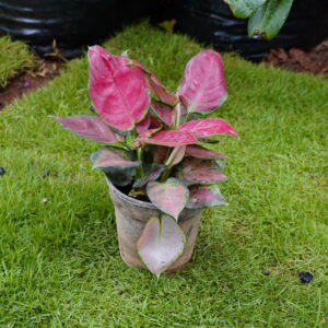 Pink Aglaonema (Aglaonema 'Pink')
