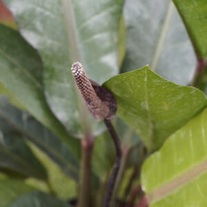 Leaf Anthurium (Anthurium plowmanii)