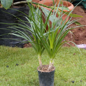 Dracaena Green (Dracaena fragrans / Dracaena spp.)