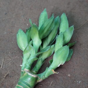 Single Dracaena Cane (Dracaena fragrans)