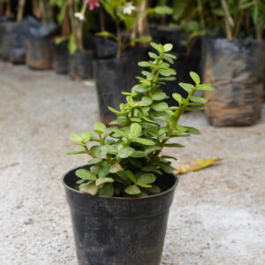Elephant Bush (Portulacaria afra)