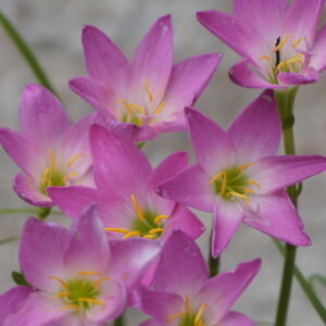 Rain Lily (White) (Zephyranthes candida)