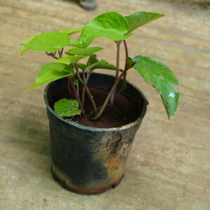Betel Leaf