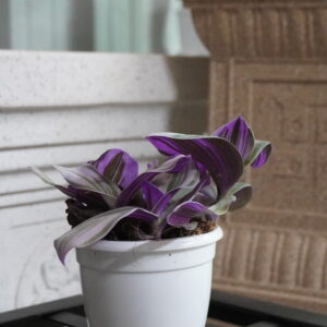 Wandering Jew / Inch Plant